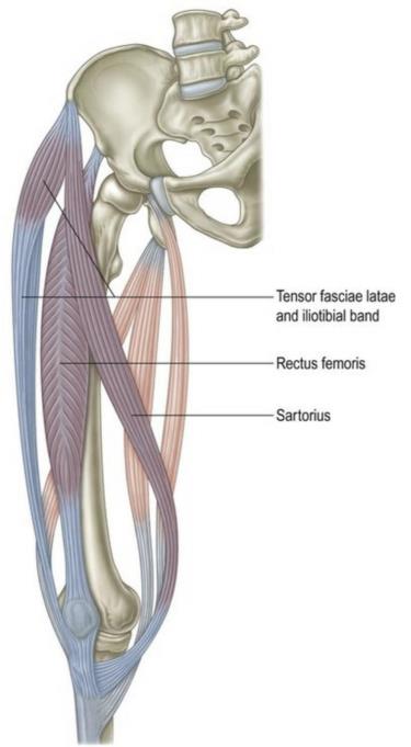 knee muscle image